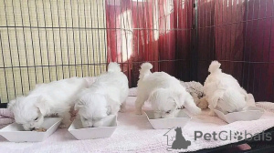 Photo №1. bichon maltais - à vendre en ville de Helsinki | 300€ | Annonce №161035