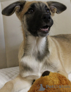 Photo №3. Hindou - en l'honneur du héros.. Fédération de Russie