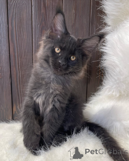 Photo №4. Je vais vendre maine coon en ville de Ashford. éleveur - prix - Gratuit