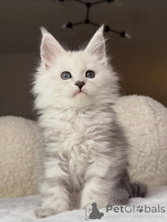 Photo №4. Je vais vendre maine coon en ville de Ashford.  - prix - négocié