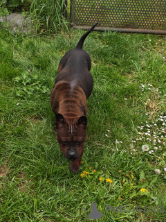 Photo №3. Bulldog chinois, Bulldog chinois, Chinesische Bulldogge. Pologne