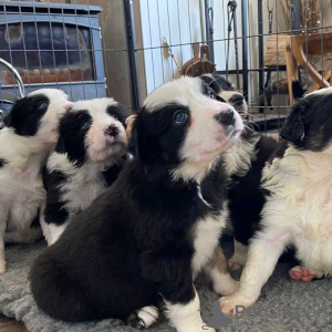 Photo №1. border collie - à vendre en ville de Heidelberg | 379€ | Annonce №127308