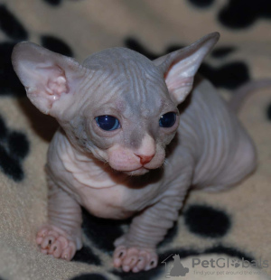 Photo №1. sphynx - à vendre en ville de Berlin | 142€ | Annonce № 97590