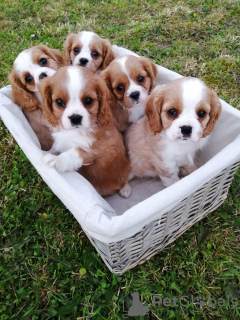 Photo №3. Adorables chiots Cavalier King Charles en adoption gratuite. Allemagne