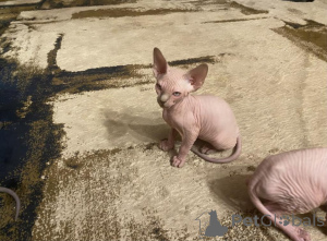 Photo №1. sphynx - à vendre en ville de Greven | 350€ | Annonce № 149170