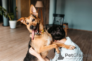 Photo №3. Bonheur nommé Cheetos cherche une famille ! Petit chien de compagnie !. Fédération de Russie