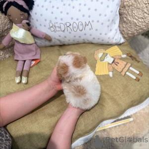 Photo №1. caniche (jouet) - à vendre en ville de Berlin | 550€ | Annonce №167647