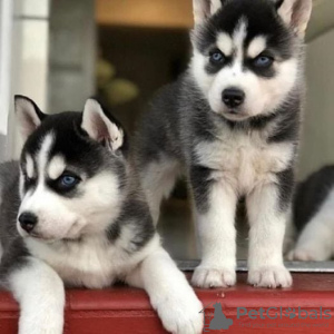 Photo №1. husky de sibérie - à vendre en ville de Wrocław | négocié | Annonce №46536