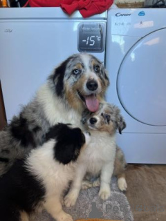 Photo №2 de l'annonce № 173381 de la vente chien bâtard - acheter à Belgique 