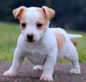 Photo №1. jack russell terrier - à vendre en ville de Hannover | négocié | Annonce №138586