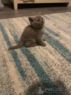 Photo №4. Je vais vendre british shorthair en ville de Fijnaart. annonce privée, éleveur - prix - 300€