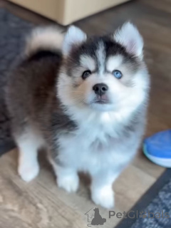 Photo №1. husky de sibérie - à vendre en ville de Munich | négocié | Annonce №168963