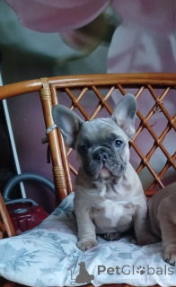 Photo №2 de l'annonce № 161455 de la vente bouledogue - acheter à Biélorussie annonce privée