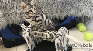 Photo №3. Chatons Bengal Pedigree disponibles maintenant. Allemagne