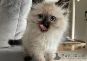 Photo №1. ragdoll - à vendre en ville de Ronse | Gratuit | Annonce № 128747