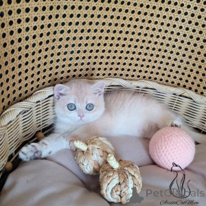 Photo №2 de l'annonce № 162974 de la vente  - acheter à Fédération de Russie 