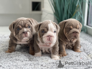 Photos supplémentaires: Magnifiques chiots bouledogues anglais