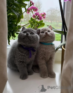 Photo №1. british shorthair - à vendre en ville de Zéro | Gratuit | Annonce № 166648