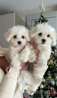 Photo №1. bichon maltais - à vendre en ville de Мариямполе | 400€ | Annonce №127613