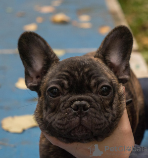 Photos supplémentaires: Bouledogue français (RKF / FCI) - tigre inversé pour le spectacle