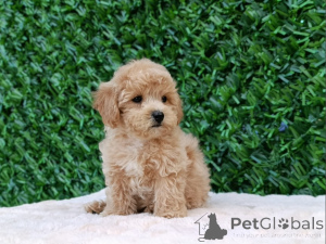 Photo №3. Puppies Maltipoo - Perfect Pet!. Serbie