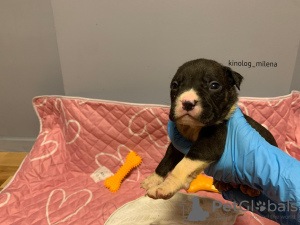 Photo №1. american bully - à vendre en ville de Панчево | 2600€ | Annonce №127729