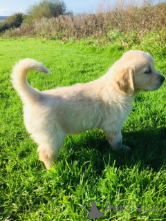 Photo №3. Chiots Golden Retriever de lignée Champion disponibles à la vente. Fédération de Russie