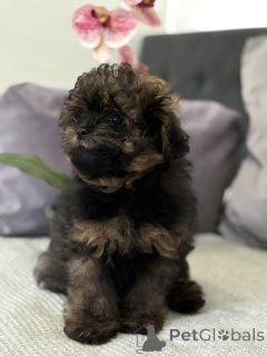 Photo №3. Race de créateur Lamapu! Pomapoo. Allemagne