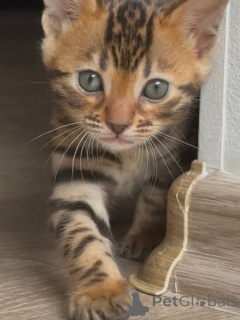 Photo №4. Je vais vendre bengal en ville de Norrköping. éleveur - prix - négocié
