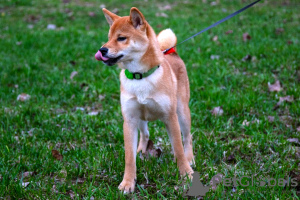 Photo №4. Je vais vendre shiba en ville de Москва. de la fourrière, éleveur - prix - 556€