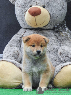 Photo №4. Je vais vendre shiba en ville de Vilovo.  - prix - 350€