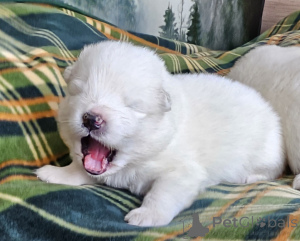 Photo №3. Jacek Widlarz. Pologne