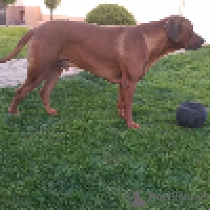 Photos supplémentaires: Rhodesian Ridgeback - mâle ZKWP/FCI