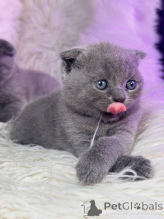 Photo №1. scottish fold - à vendre en ville de Aalen | négocié | Annonce № 158804