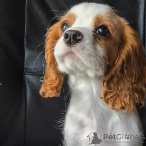 Photo №3. Magnifiques chiots cavaliers. Norvège