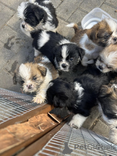 Photo №3. Chiots Shih Tzu. L'Autriche