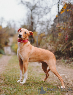 Photo №3. Le charmant petit chien adolescent Willie cherche une famille . Fédération de Russie