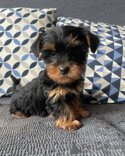 Photo №4. Je vais vendre yorkshire terrier en ville de Berlin. annonce privée - prix - 3€