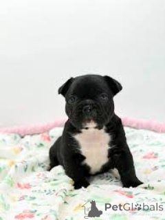 Photo №3. Achetez Franse Bulldog-puppy's. Belgique