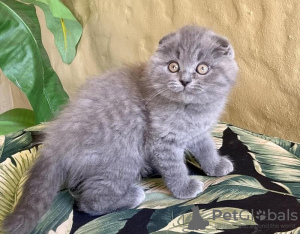 Photo №1. scottish fold - à vendre en ville de Bielsko-Biała | 2€ | Annonce № 122570