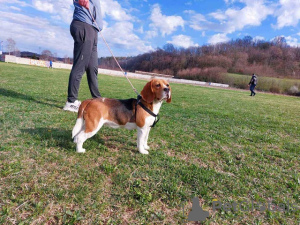 Photo №3. beagle. Serbie