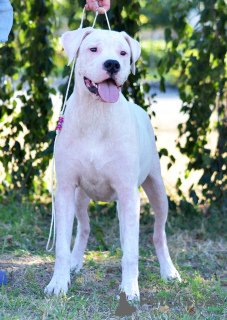 Photo №3. Une chienne adulte de Great Dane argentin à vendre. Ukraine