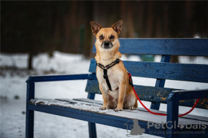 Photos supplémentaires: Le petit chien Suri est entre de bonnes mains.