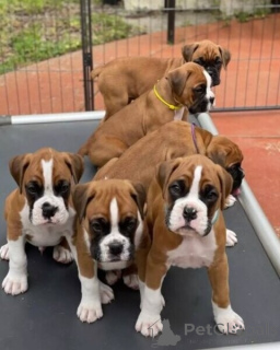 Photo №1. boxer - à vendre en ville de Cologne | 300€ | Annonce №174949