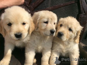 Photo №2 de l'annonce № 116012 de la vente golden retriever - acheter à Allemagne annonce privée