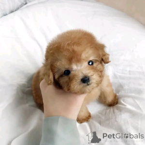 Photo №1. caniche (jouet) - à vendre en ville de Berlin | 1000€ | Annonce №139083