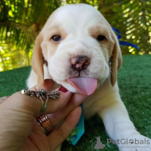 Photos supplémentaires: Beaux chiots beagle à vendre.