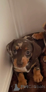 Photo №2 de l'annonce № 166519 de la vente teckel - acheter à Belgique 