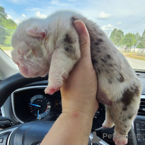 Photo №3. 2 chiots Bulldog anglais incroyables à la recherche de bonnes maisons !!!. Allemagne