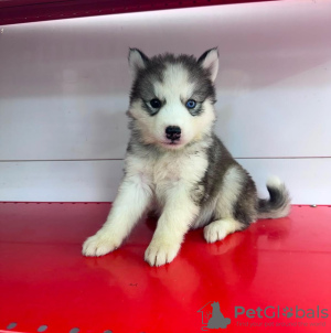 Photo №2 de l'annonce № 133720 de la vente husky de sibérie - acheter à USA annonce privée